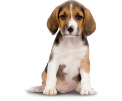 Beagle puppies for sale in Mumbai