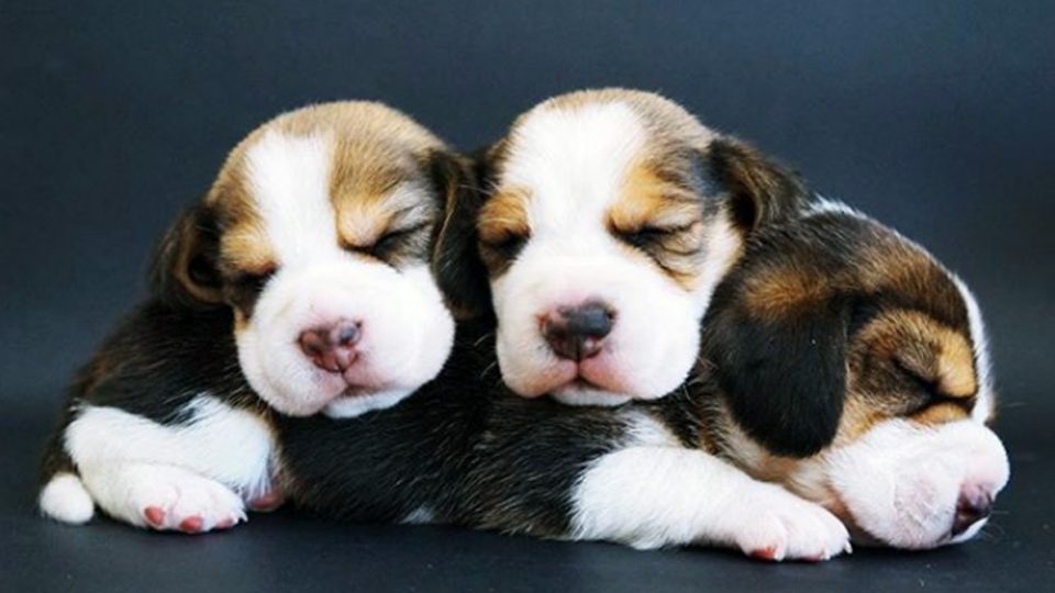 beagle dog puppies for sale in pune
