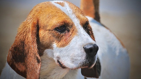 Beagle Buyers Guide in India