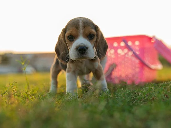 Beagle dog for sale in Chennai