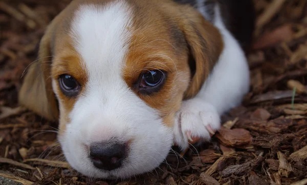 Beagle Food and Care Tips