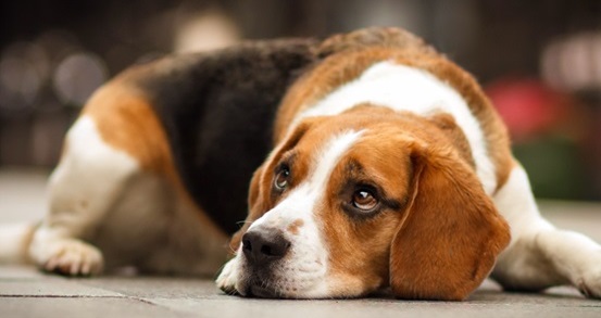 Beagle Health Problems & Remedies