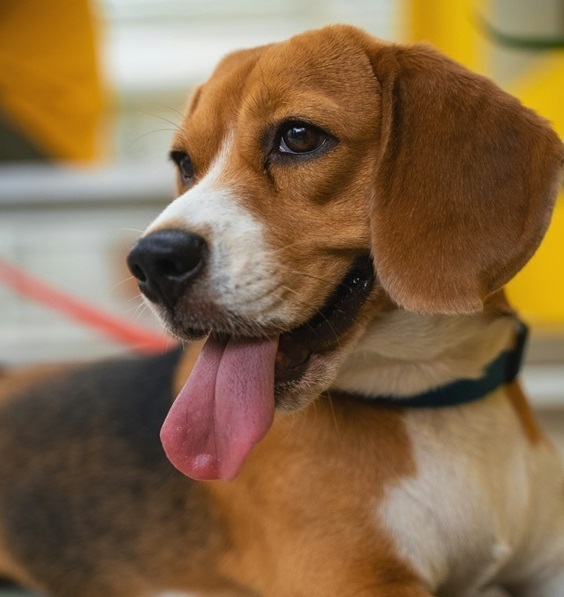 Beagle Puppies For sale online in Delhi