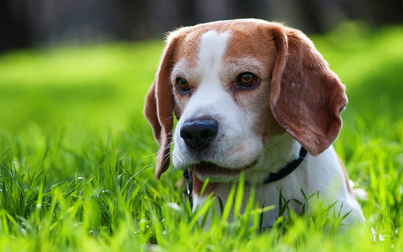 Beagle male puppy for sale in Hyderabad