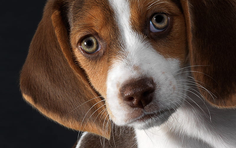 Beagle dog breeder in India