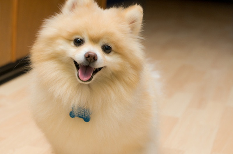 pomeranian puppy price in india