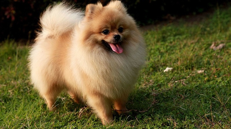 pomeranian dog brreder in india