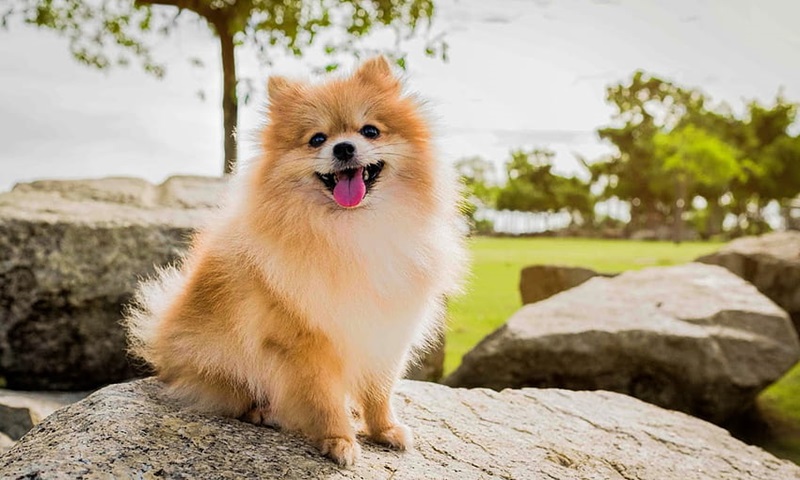 pomeranian dog price in india