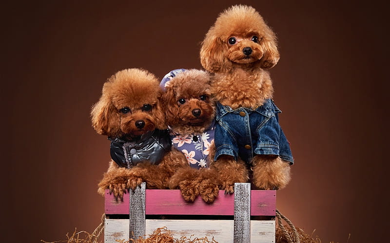 poodle puppy price in india