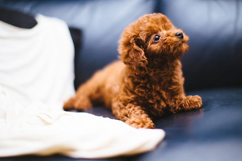 poodle puppy for sale in india