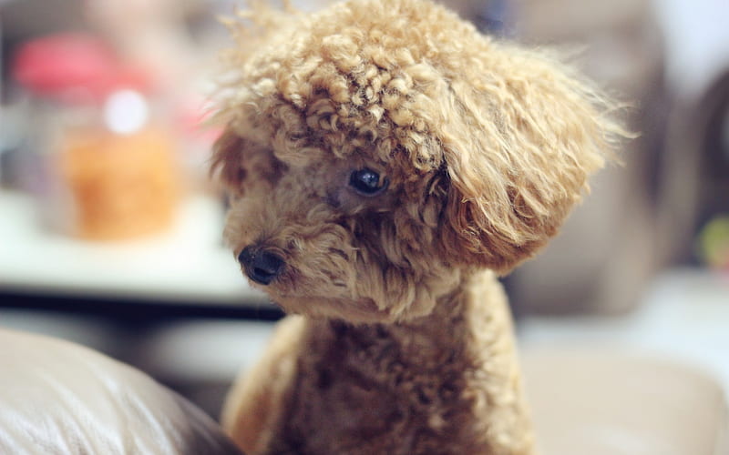 A Guide to Bringing Home a Poodle