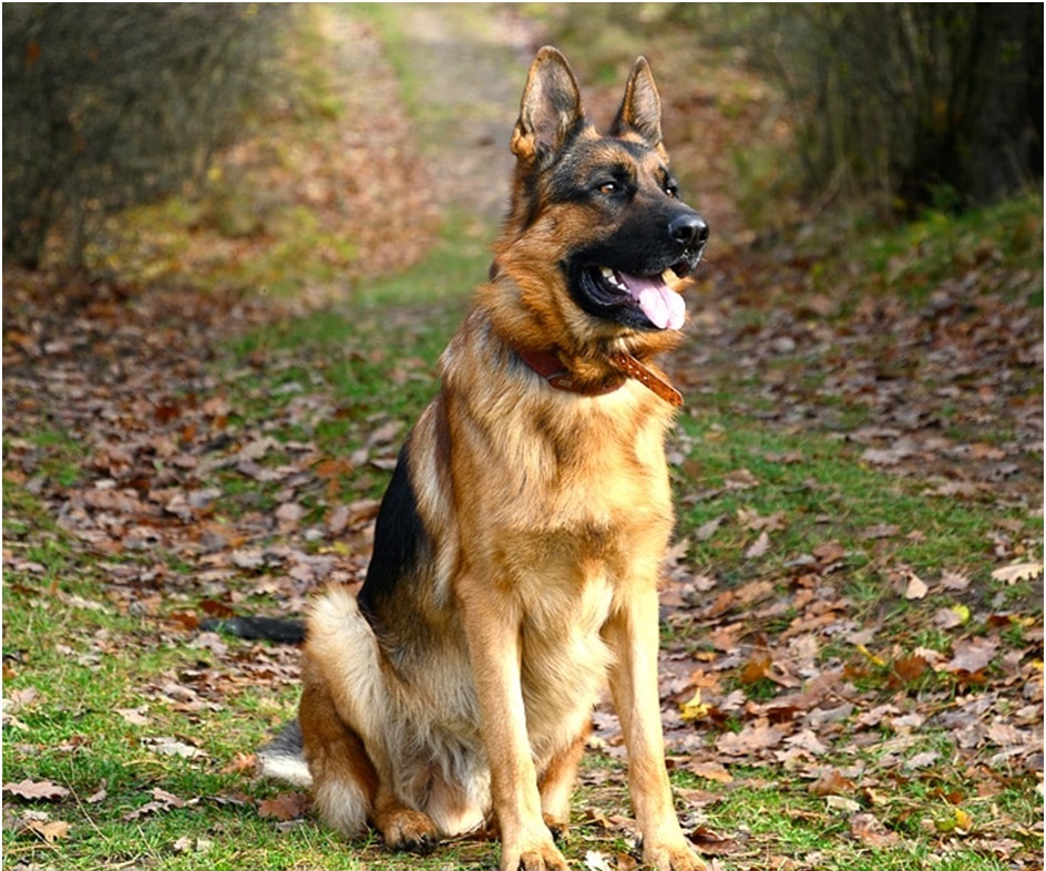 German shepherd dog breeder in india