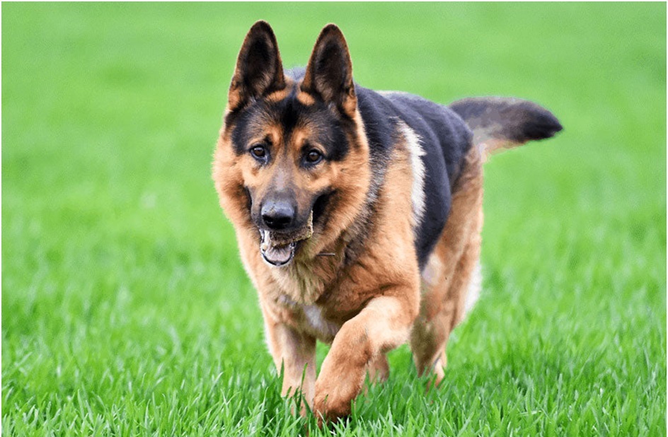 German shepherd dog kennel in india