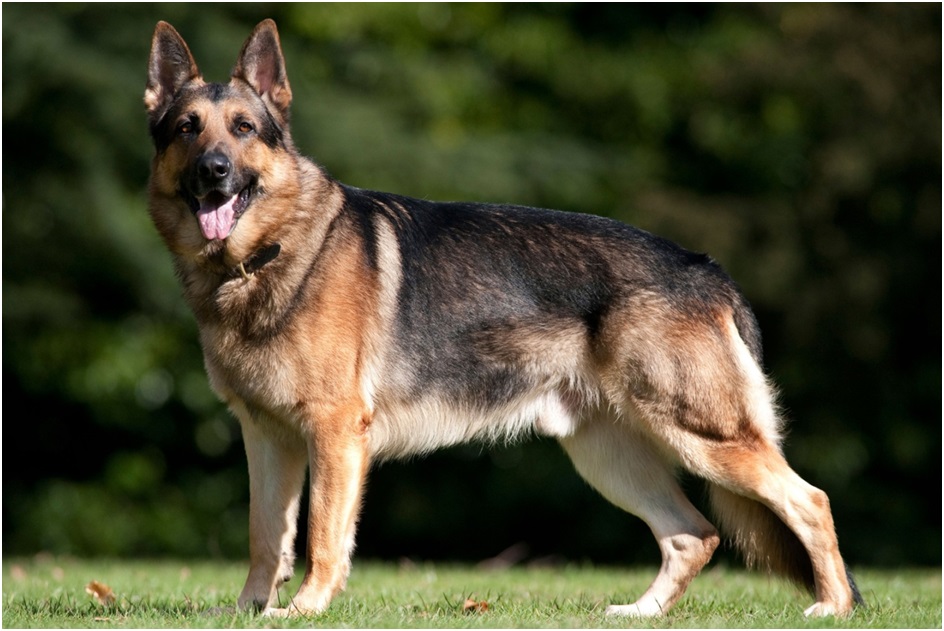 German Shepherds purchase in India