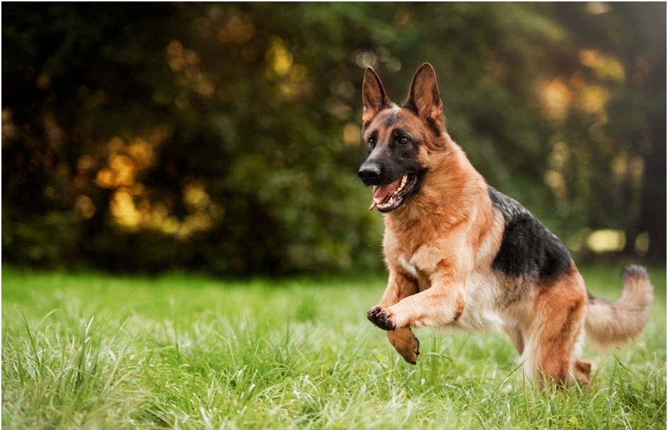 German shepherd dog price in India