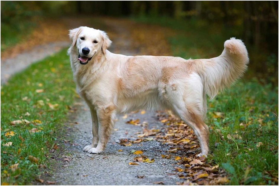 Puppy Pitfalls: Avoiding Mistakes With Golden Retrievers