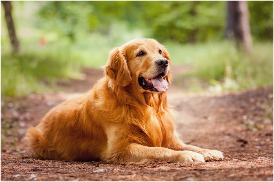 Golden Retriever puppy price in India