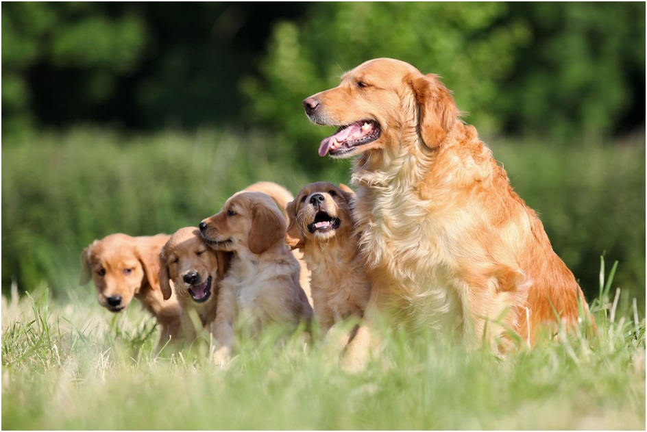 Golden Retriever dog for sale in india