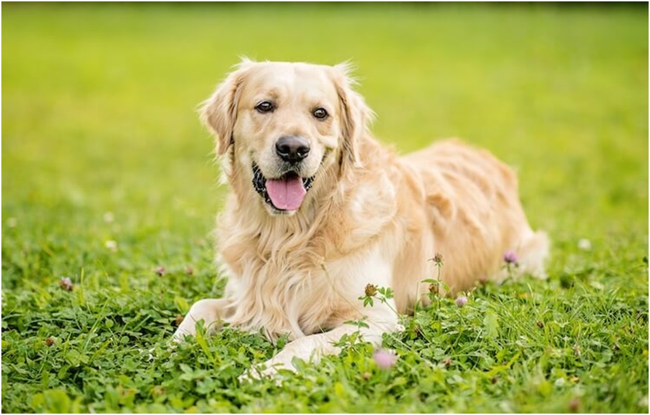 Golden Retriever dog kennel in India