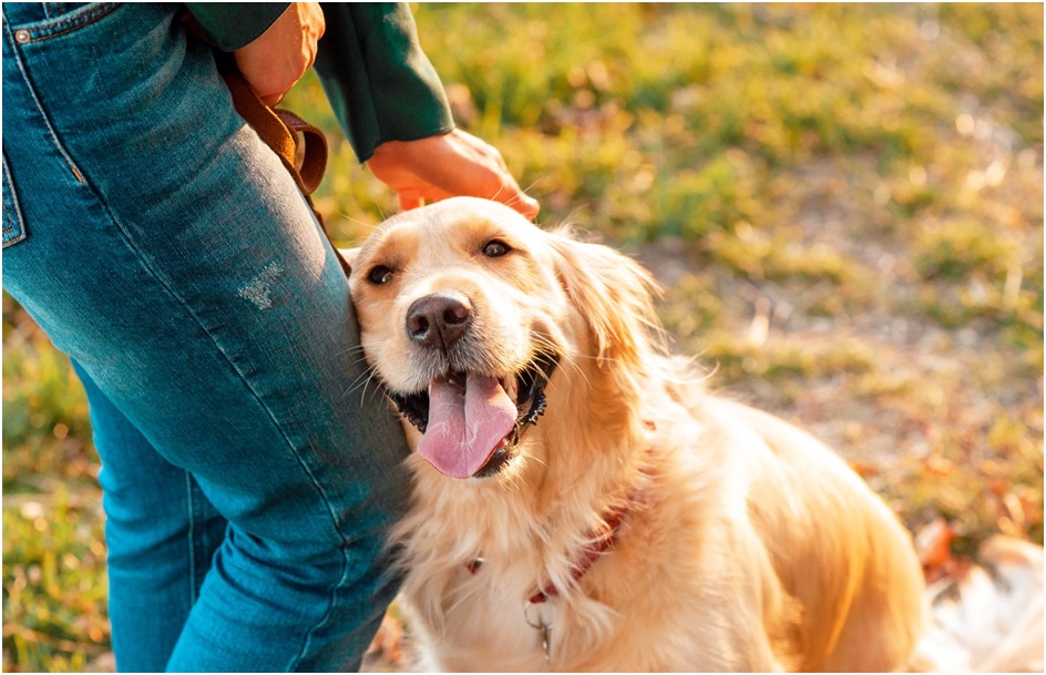 Golden Retriever pet shop in India