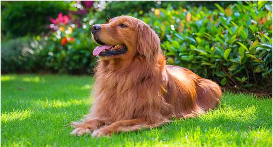 Golden Retrievers online purchase in India