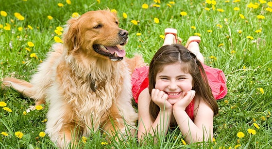 Golden retriever price in india