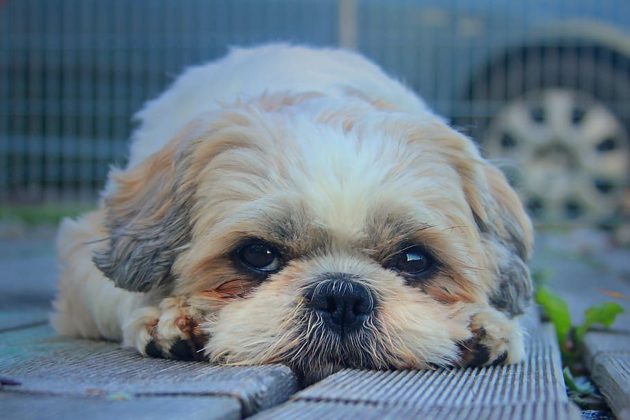 Shih Tzu price in india