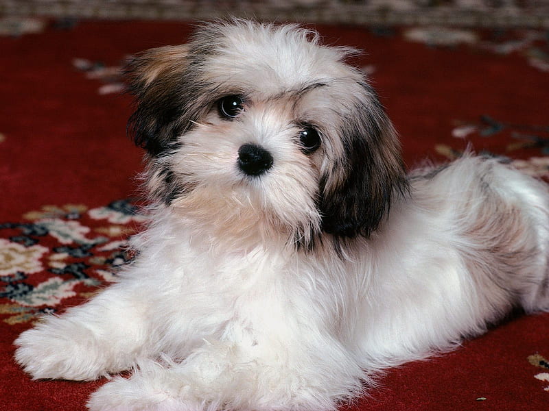 lhasa apso price in india