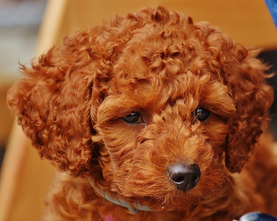 poodle price in india