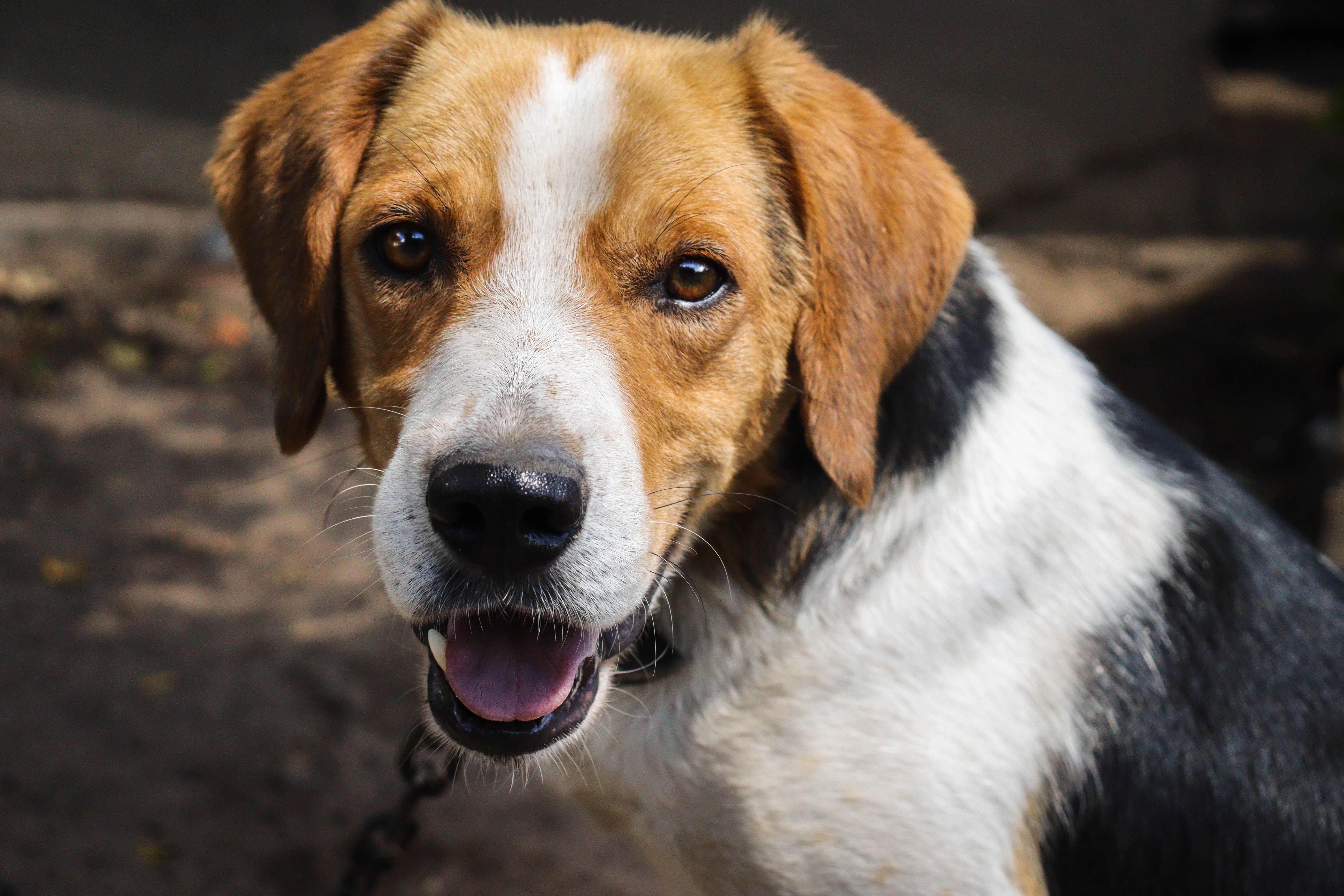 Why Beagles Bark A Lot And How To Control It
