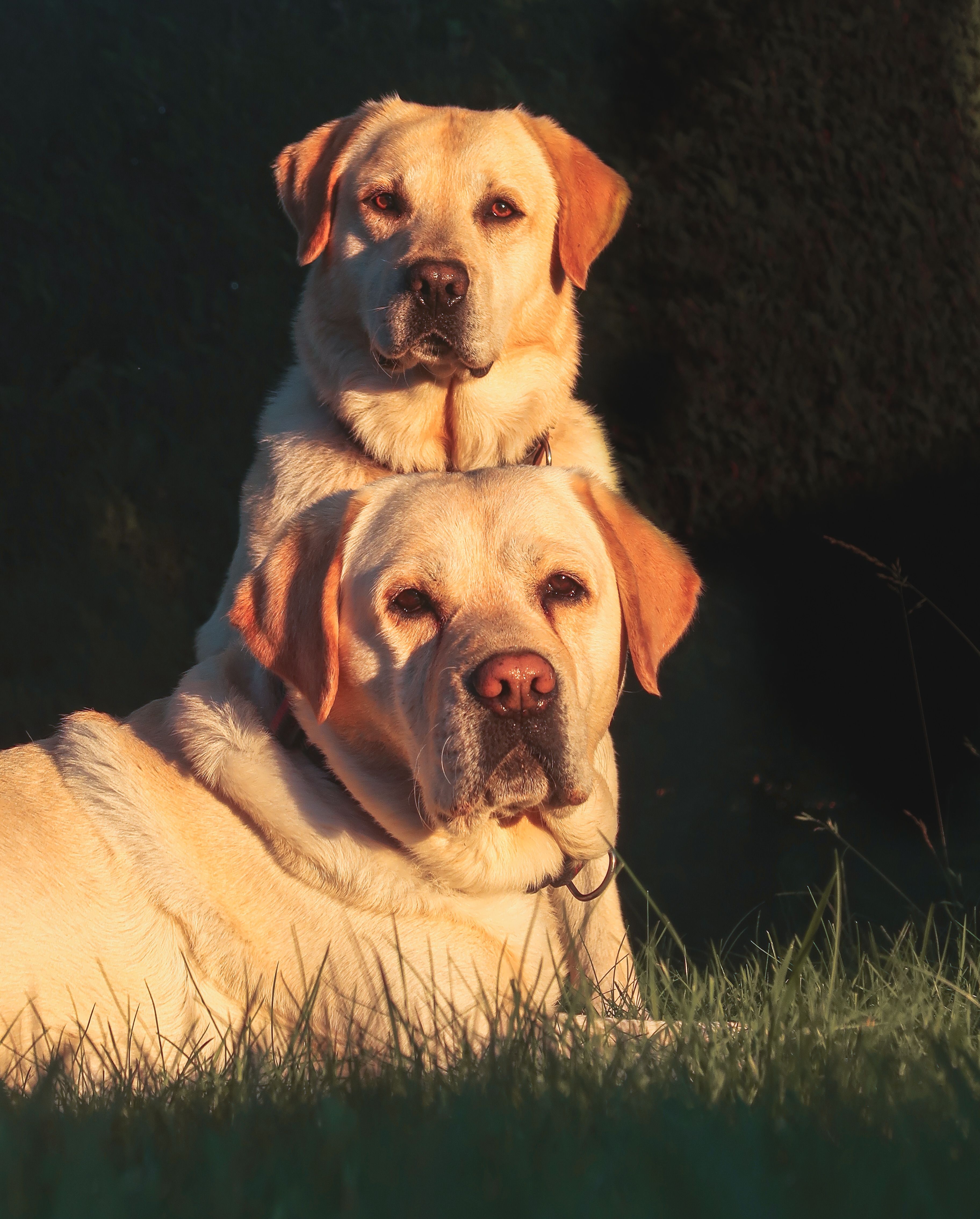 How to manage labrador shedding in the indian climate