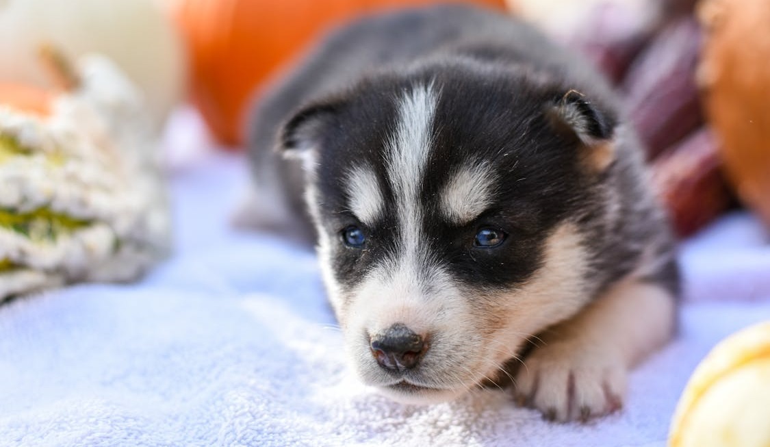 siberian husky price in india