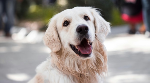 Golden retriever puppy price in india