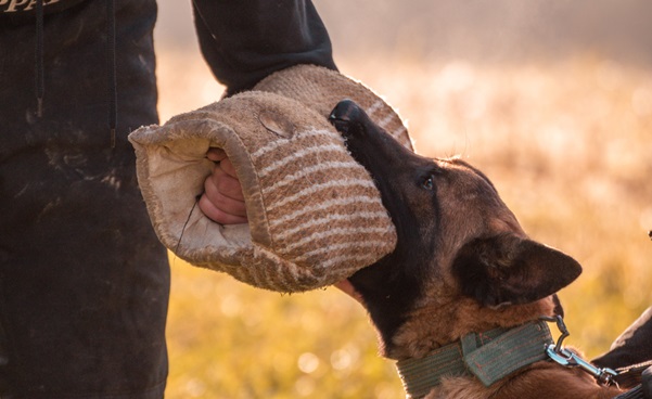 dog puppy training in india