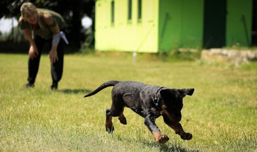 Puppies Training Tips For New Pet Parents 