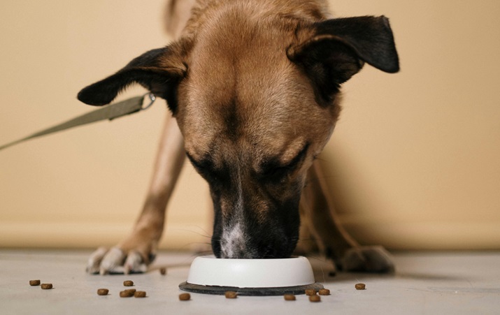 The Ultimate Guide To Puppy Nutrition