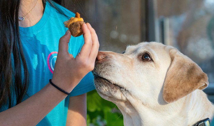 dog breeders in india