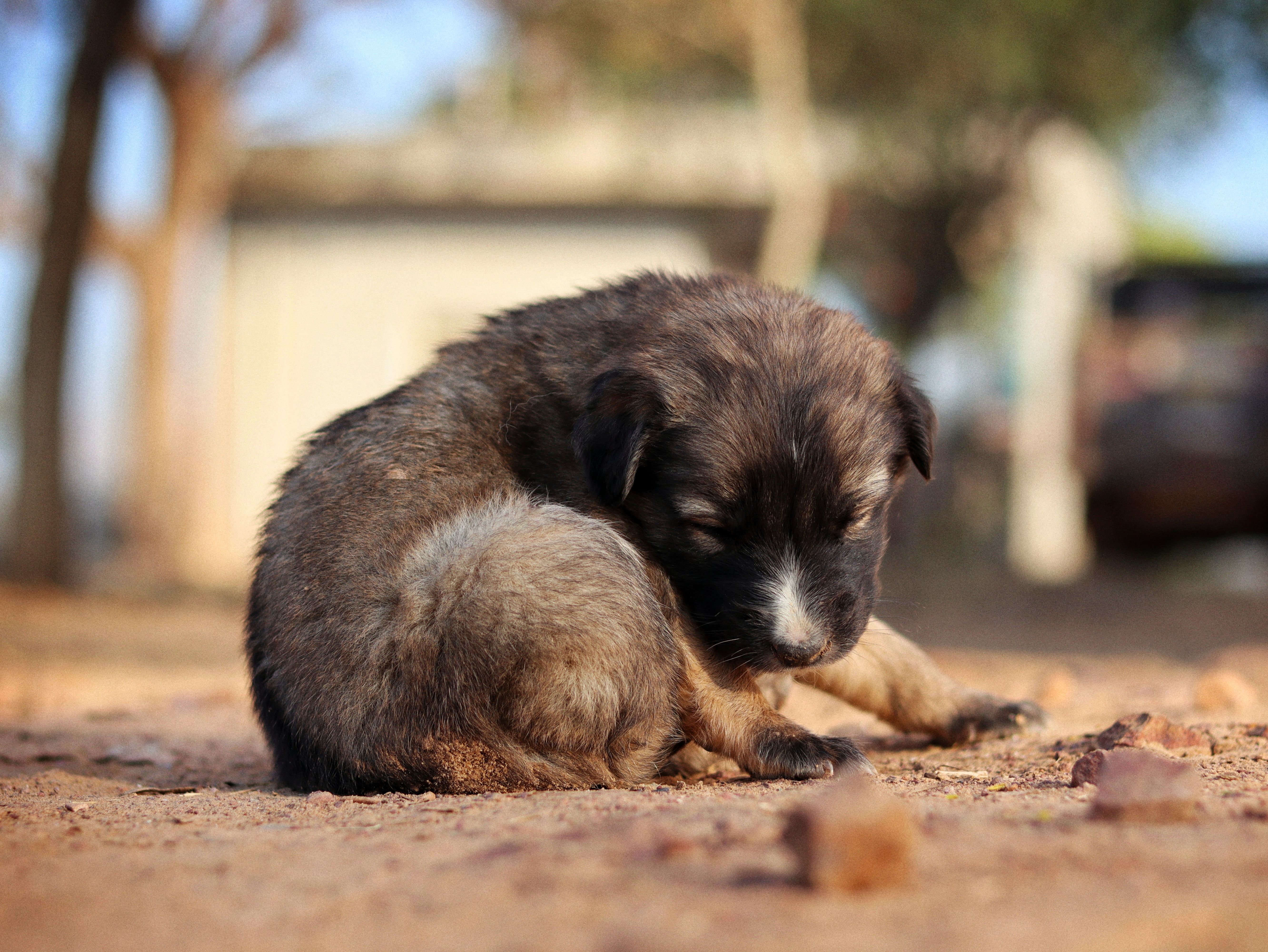 Dog Allergies in India: Common Food & Environmental Triggers