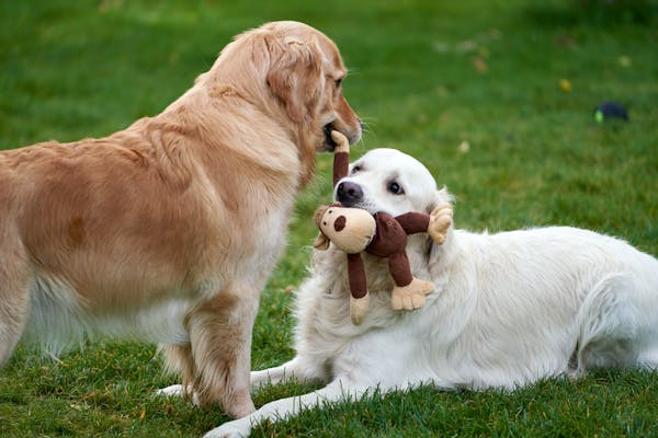 Why Dogs Make Amazing Companions