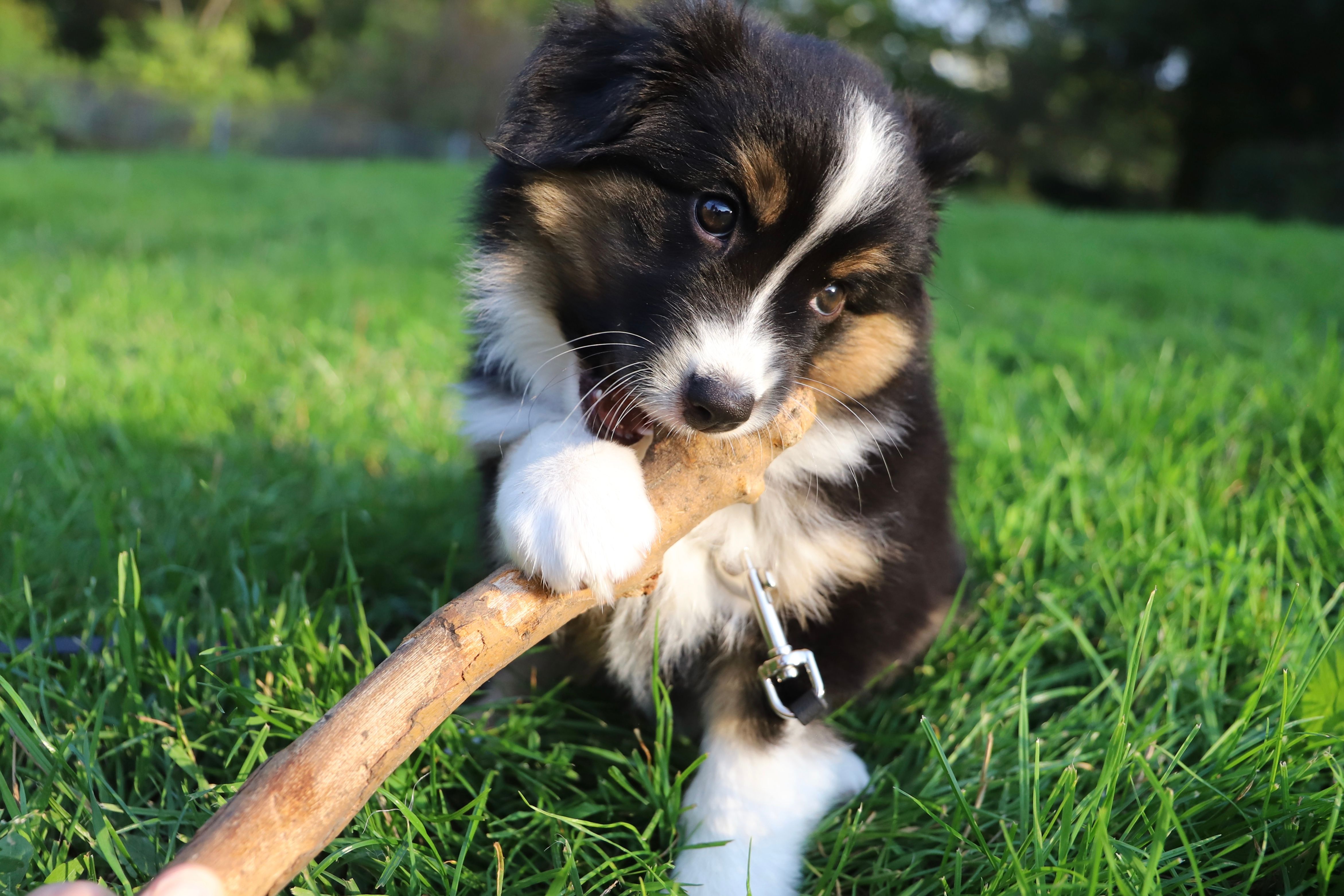 Dog Teeth Cleaning at Home: 7 Vet-Approved Methods Without Force