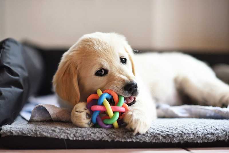 How To Pick The Best Toys For Your Dog