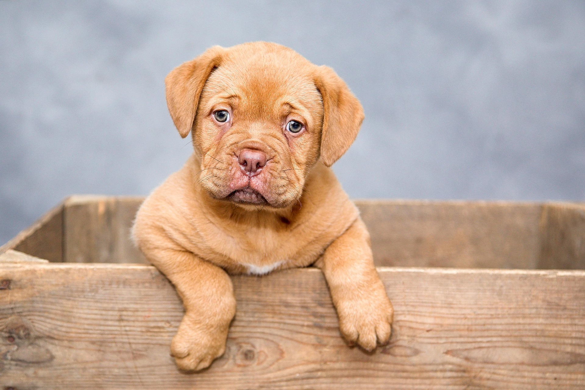 Recognizing Dog Pain: 12 Hidden Signs Pet Parents Miss