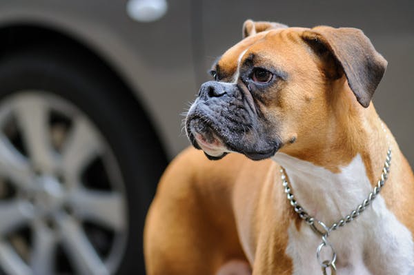 Boxer dog for sale in Chennai