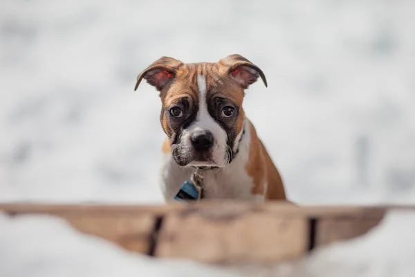 Boxer puppies for sale in Chennai