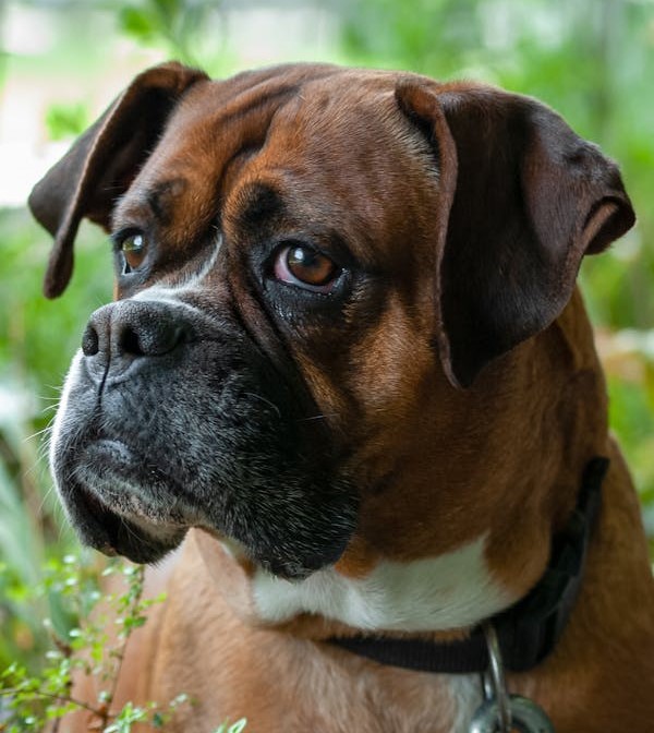 Boxer pet shop in Chennai