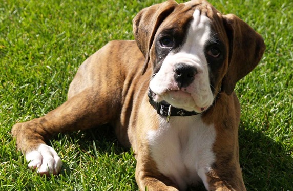 Boxer dog for sale in Pune