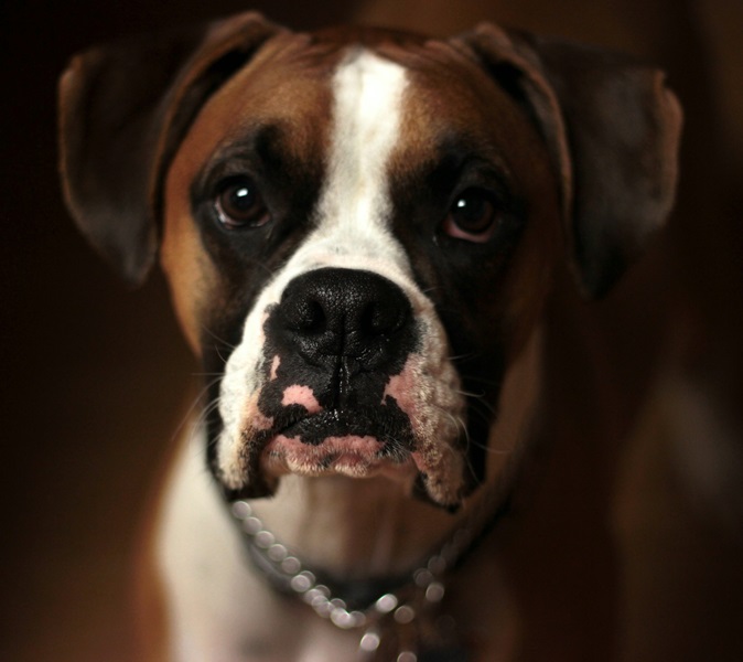 Boxer Puppies For sale online in Delhi