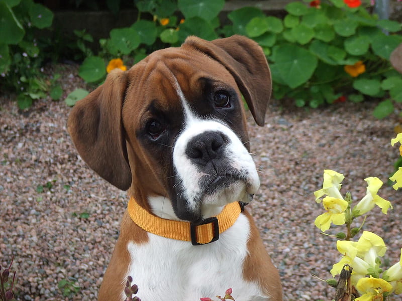 Boxer dog purchase in india