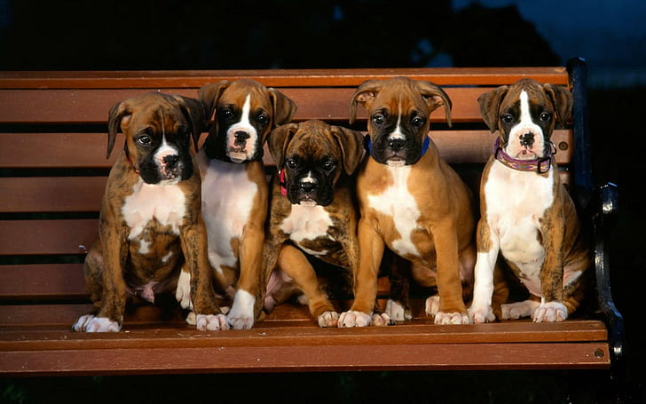 Boxer female puppies for sale in Vizag
