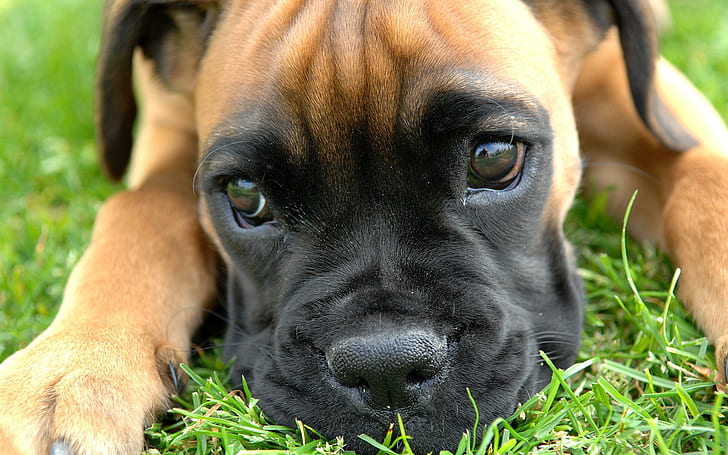 Boxer dog for sale in India